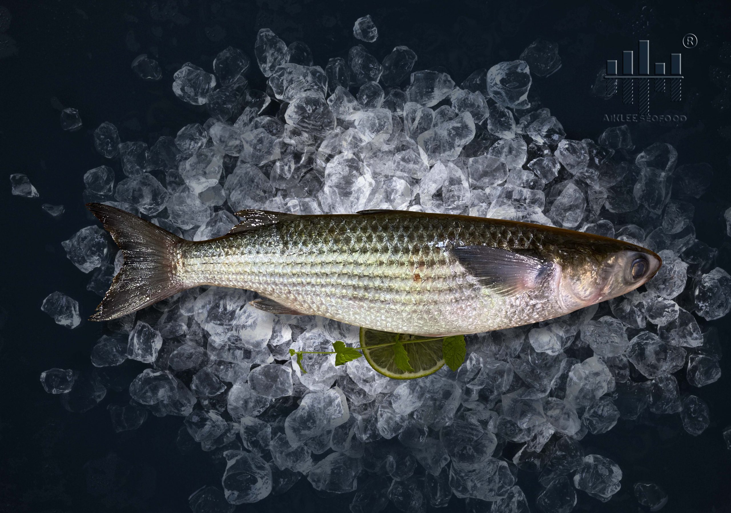 用户照片-Channa argus-乌鱼-喵潜AI鱼类辨识 FISH ID - 你的在线鱼书